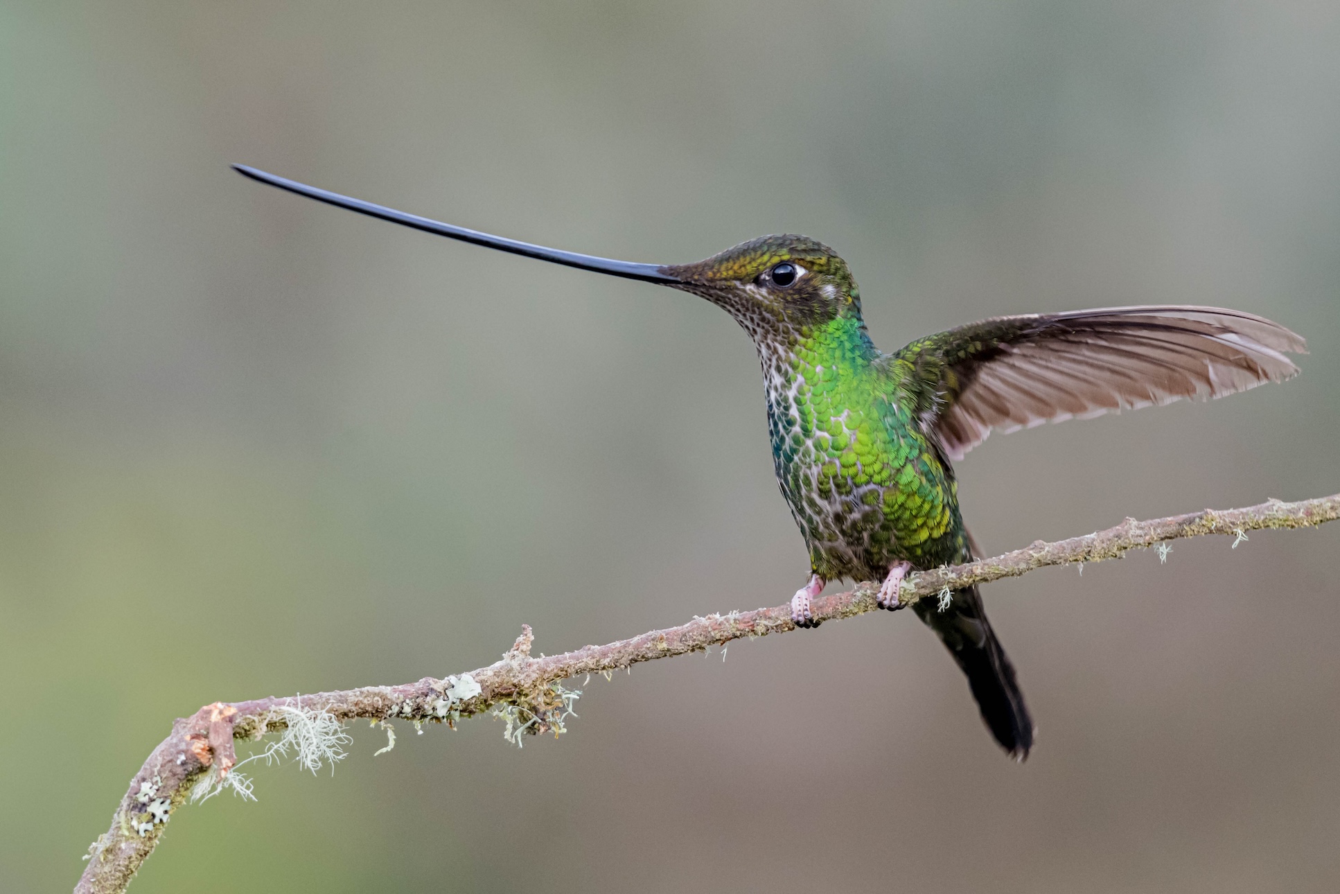 Colombia in Focus: A Compact Bird Photography Tour